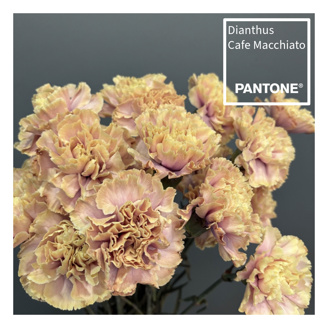 Pantone insta 1.3.png (1.61 MB)